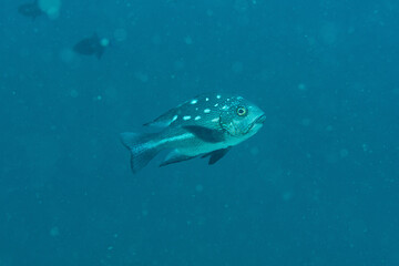 Carangide con livrea mimetica