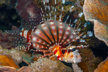 Pterois is a genus of venomous marine fish, commonly known as lionfish