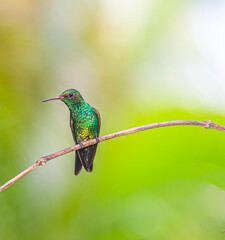 blue-chinned sapphire ,Chlorestes notata is a hummingbird