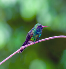 blue-chinned sapphire ,Chlorestes notata is a hummingbird