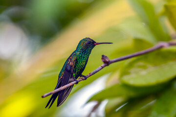 blue-chinned sapphire ,Chlorestes notata is a hummingbird