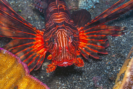 Pterois is a genus of venomous marine fish, commonly known as lionfish