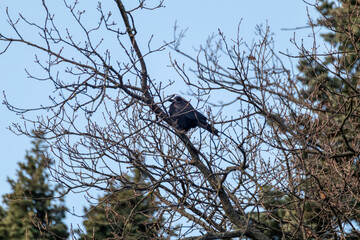 Black crow bird sitting on no leaves tree branch on blue sky background. Nature watching wild background