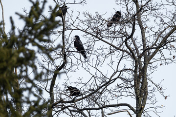 Black crow birds sitting on bare leafless tree branches on light gray sky with blurry foreground. Wild nature watching background