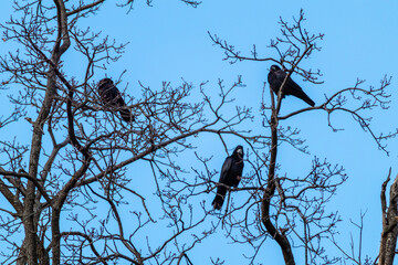 Black crows, birds sitting on bare leafless tree branches on blue sky background. Wild nature watching background