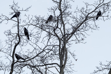 Black crow birds group sitting on bare autumn tree branches on light gray sky. Wild nature watching background