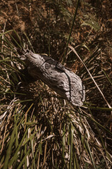 Fototapeta premium Tree trunk