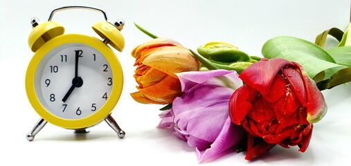 Yellow alarm clock and flowers tulips on the table. Spring time and spring flowers. Beautiful tulips. Good morning. Have a good day. Fresh flowers background.