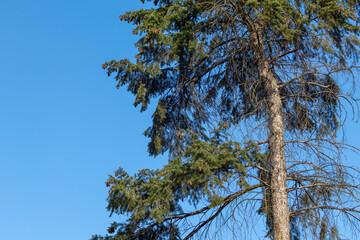 Green pine tree fur with pinecones on sunny blue sky background. Natural spring evergreen branches view