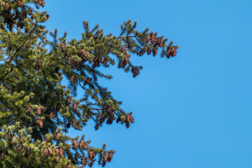 Green pine tree fur with pinecones on sunny blue sky background. Natural spring evergreen branches close view