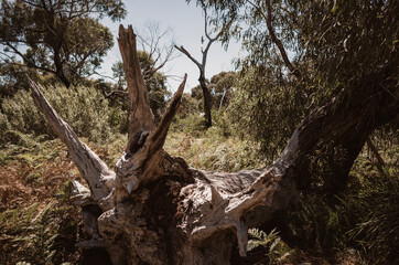 Obraz premium tree in the forest