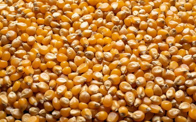 corn grains on a black background