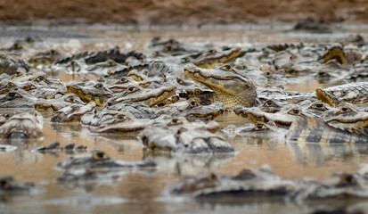 almost dry lagoon in the dry season full of alligators fighting for a space in the water and for food