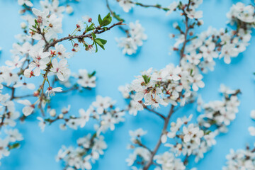 Blooming spring white flowers on blue background. Flat lay. Spring time background.