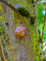 Weinbergschnecke an Baum