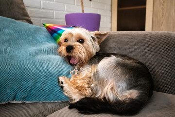 Funny little Yorkshire Terrier dog with a festive multicolored party cap on head lying on a couch in a modern interior. Pet at home. Puppy doggy with open mouth yawning. Birthday anniversary decor.