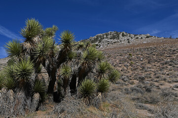 Fototapeta na wymiar Yucca colony Eastern Sierras Foothills.
