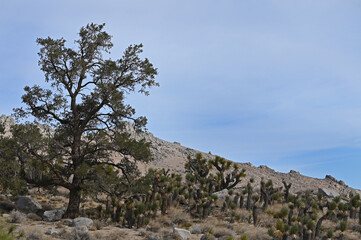 Yucca plants and pine tree.