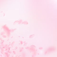 Sakura petals falling down. Romantic pink flowers corner. Flying petals on pink square background. Love, romance concept. Authentic wedding invitation.