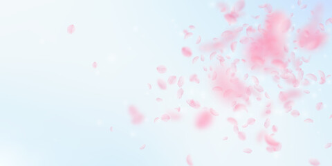 Sakura petals falling down. Romantic pink flowers explosion. Flying petals on blue sky wide background. Love, romance concept. Good-looking wedding invitation.