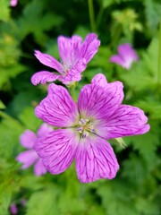 pink flower in the garden