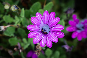 Obraz premium Andrew