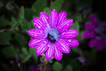 Obraz premium Andrew