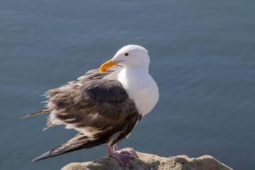 Sea gull