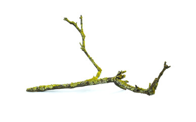 Dry bare tree branch covered with yellow lichen isolated on a white background. - Powered by Adobe