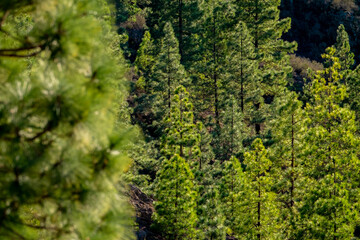 Background of trees pines and green foliage. Concept of forest woods at the mountains. Environment and beauty of nature concept