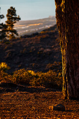 Pine trunk and valley in background. Warm colors sunset time. Outdoors landscape