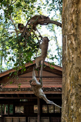 Macaques playing on a tree