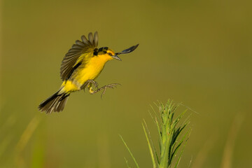 Tordo amarillo, Saffron-cowled Blackbird, Xanthopsar flavus - 481925320