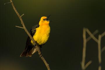 Tordo amarillo, Saffron-cowled Blackbird, Xanthopsar flavus