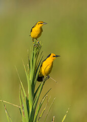 Tordo amarillo, Saffron-cowled Blackbird, Xanthopsar flavus - 481925332