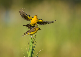 Tordo amarillo, Saffron-cowled Blackbird, Xanthopsar flavus - 481925344