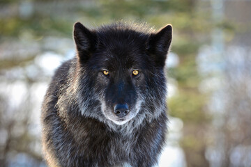 Old black wolf with yellow eyes looking at camera