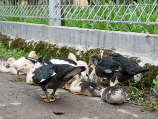 ducks in the cattle yard