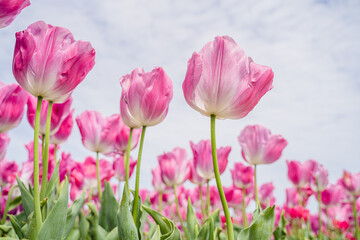 可愛いチューリップの花畑
