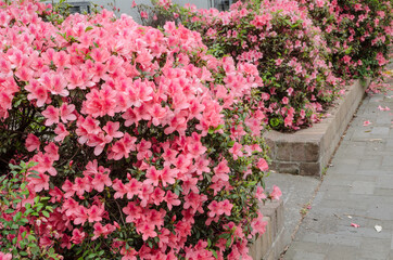 Beautiful trees full of pink flowers in public park in Sydney Australia.