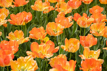 色鮮やかなチューリップ
