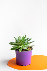 Colorful side view of succulent plant with copyspace