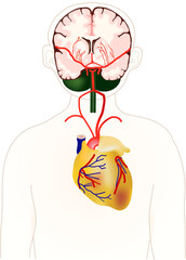 脳と心臓（輪郭）