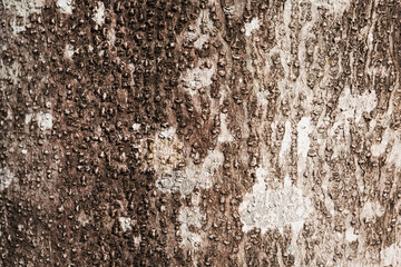 木の模様　樹皮
