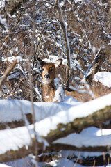 Deer in snowy forest