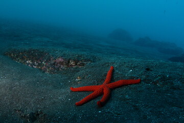 Starfish resting on the sand under the water at the bottom of the sea
