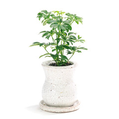 シェフレラ・レナータの植え込み