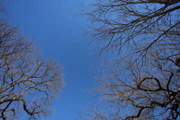 Photo up to the tree top shot from below, between autumn and winter 