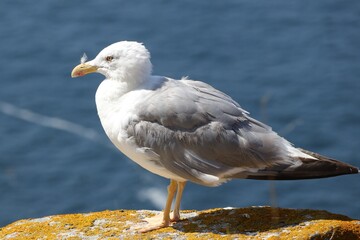 Seagull