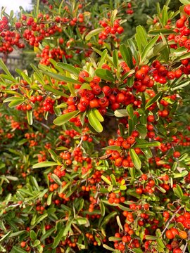 red berries on a tree